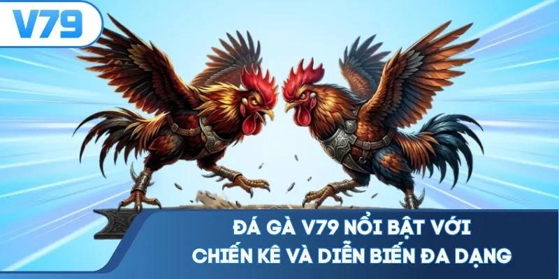 Đá gà V79 nổi bật với chiến kê và diễn biến đa dạng